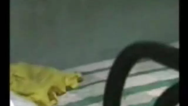 Dimitris सेक्सी मूवी बीएफ फिल्म Nastymind - ग्रीक बालों वाले भालू मेरे गधे और सह (छूत)