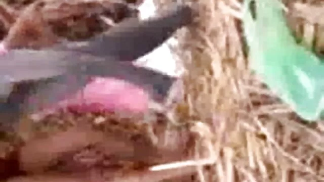 करार टीएस मुश्किल मुर्गा और सनी लियोन बीएफ मूवी झटके